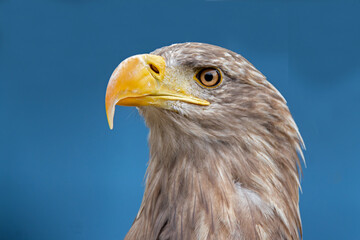 Pygargue à queue blanche en portrait en profil © guitou60