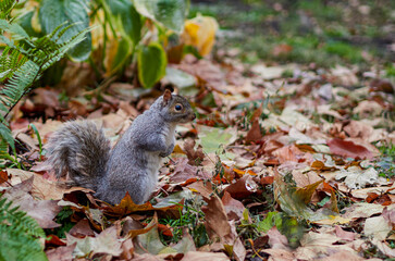 Ardilla primer plano en el bosque