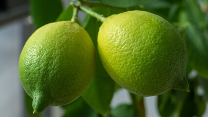 limes on the tree, lemons on the tree, citrus on the tree, twin limes, twin lemons