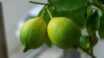 limes on the tree, lemons on the tree, citrus on the tree, twin limes, twin lemons