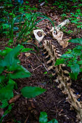 Fototapeta premium bone in the forest