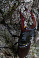 stag beetle on a tree