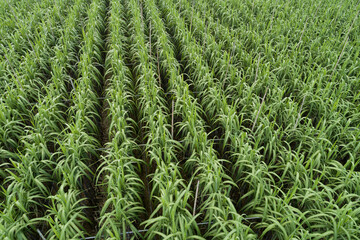 Aerial view of sugarcane plants growing at field