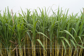 Obraz premium Aerial view of sugarcane plants growing at field