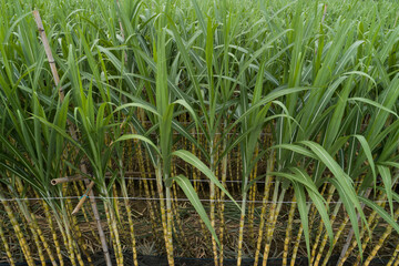 Fototapeta premium Aerial view of sugarcane plants growing at field