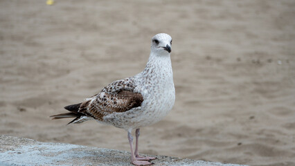 seagull on the beach