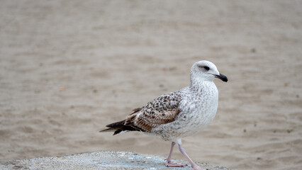 seagull on the beach