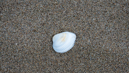 sea shells background, seashell on the beach, seashell backgorund, seashell wallpaper