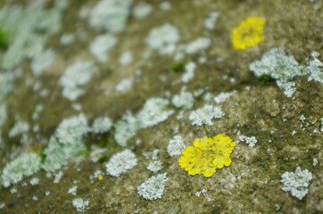 Yellow lichen on the bark of a tree. Tree trunk affected by lichen. Moss on a tree branch. Textured wood surface with lichens colony. Fungus ecosystem on trees bark. Common orange lichen.
