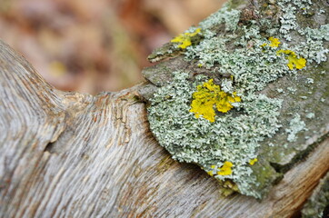 Yellow lichen on the bark of a tree. Tree trunk affected by lichen. Moss on a tree branch. Textured wood surface with lichens colony. Fungus ecosystem on trees bark. Common orange lichen. - obrazy, fototapety, plakaty