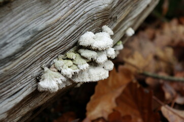 Mushrooms growing from a tree on a trunk. Autumn season. Mushrooms on a tree stump. European forest nature at fall, environmental concept.