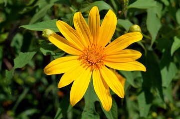 tree marigold flower