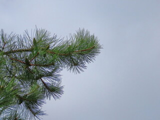 Beautiful green branch of pine with cones against the background of a blue sky, in autumn in Ukraine. The photo can be used as a banner for advertising. There is room for text.
