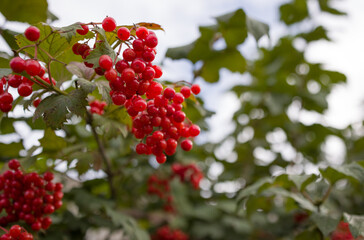 Rowan red berries 