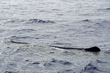 sperm whale in the atlantic ocean at the acores islands