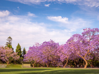 Flowering Jacaranda Trees Across a Field on a Fine Day