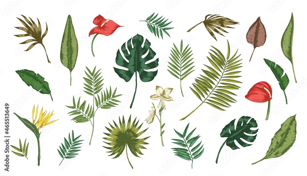 Poster collection of tropical leaves of various plants isolated on white background. set of exotic foliage 