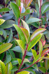 Photinia Robusta is an upright dense evergreen shrub with glossy dark green oblong leaves. New...