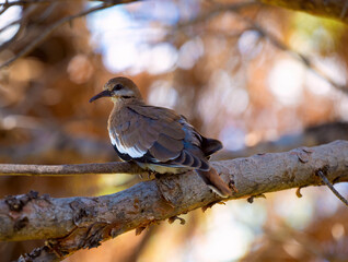 White winged dove perched in a tree.