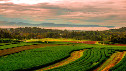 The close background of the green rice fields, the seedlings that are growing, are seen in rural areas as the main occupation of rice farmers who grow rice for sale or living.