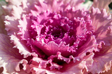 Decorative cabbage with purple leaves close-up. Photo, texture for background, design element,...
