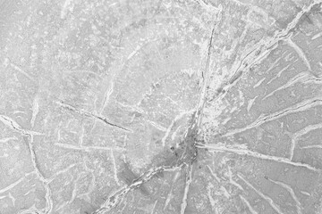 Close - up white stump pattern texture and background seamless