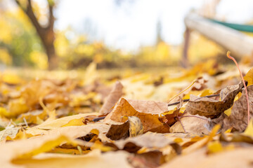 beautiful autumn background,leaves carpet.yellow, orange, golden color dry leaves on the ground, near a concrete wall,drain pipes or rusted. warm beautiful autumn photos. maple leaves.back to school 