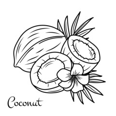 Vector coconut hand drawn sketch with palm leaf. Sketch vector tropical food illustration. Vintage style