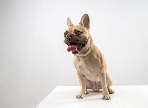 Dog french bulldog on a light background.