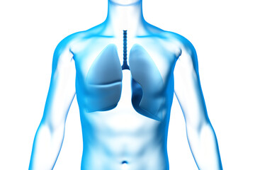 Lung, Organ, Human Body, Medical 3D Model