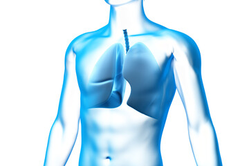 Lung, Organ, Human Body, Medical 3D Model