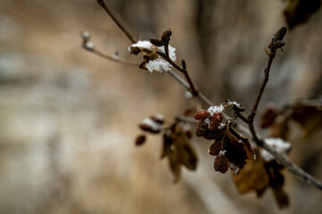 winter, snow, grasses, vegetation 4k