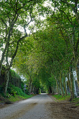 green alley on the azores islands