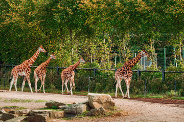 Amazing giraffe in a zoo enclosure made to look like natural habitat. Preserving animals for future in safe and comfortable environment. © mark_gusev