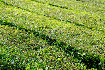 tea fields on the azores