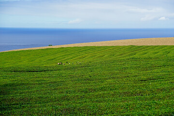 Obraz premium tea fields on the azores