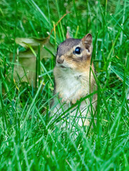 Chipmunk in Grass