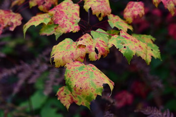 leaves in autumn