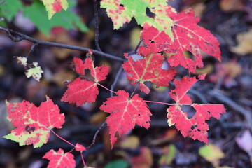 leaves in autumn