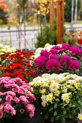 Bushes of colorful beautiful autumn flowers of chrysanthemums in pots in the garden near the house