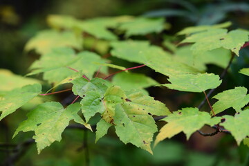 leaves in autumn