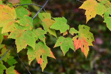 autumn maple leaves