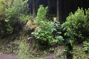 overgrown volcanic landscape on the azores