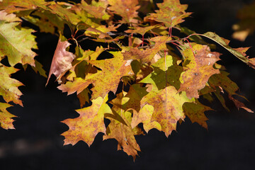 Colorful autumn leaves background with vibrant red and green fall foliage