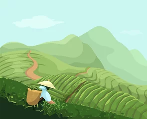 Tuinposter Chinese tea plantation, vector landscape of mountains, tea fields, man collects tea, colorful mountains © Mirandelin