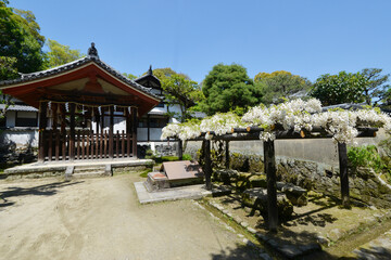 唐招提寺　白い藤棚　奈良市