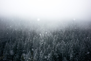 fog in the forest