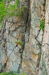 All kinds of plants in crevices of the rock