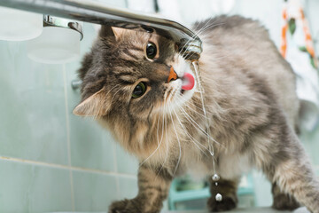 Funny portrait of cat drinking water from tap in bathroom standing on sink. Close-up gray,...