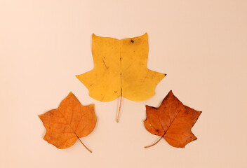 Three yellow leaf of a tulip tree on a beige background, Liriodendron tulip, top viev